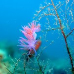 nudibranco